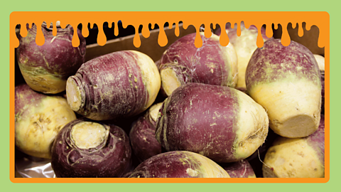 A pile of purple and white turnips in a box