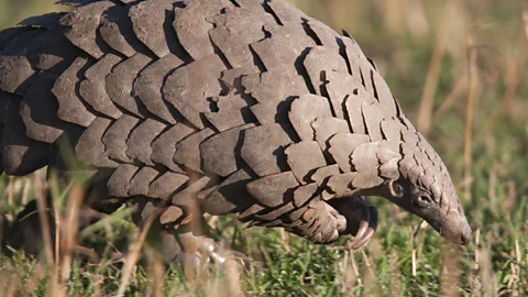 A rare glimpse into the world’s most trafficked mammal