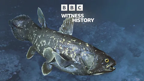 Witness History, Witness History, The discovery of the coelacanth