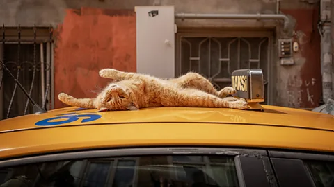 Ginger cat rolling on top of yellow taxi in Istanbul (Credit: Marcel Heijnen)