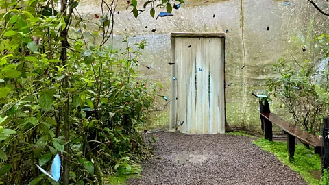 Butterflies flying around a butterfly habitat in Costa Rica (Credit: Mizuki Uchiyama)