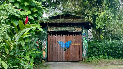 Butterflies flying around a butterfly habitat in Costa Rica (Credit: Mizuki Uchiyama)