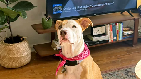 Margot the dog listens attentively as a TV behind her can be seen playing a classical piece (Credit: Serenity Strull)