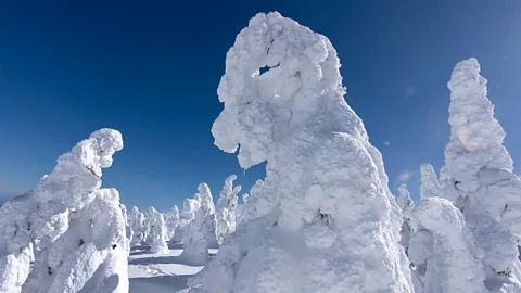 Dozens of snow-covered trees appear like figures, with the tree in the foreground appearing particularly like a monster. A blue sky is seen behind them (Credit: Getty Images)