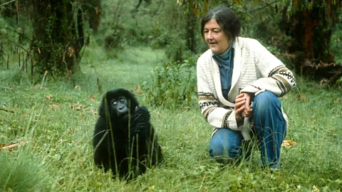 Dian Fossey with gorilla (Credit: Alamy)