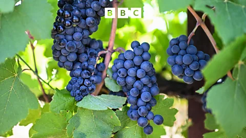 The Inquiry, The Inquiry, Is it last orders for the wine industry?