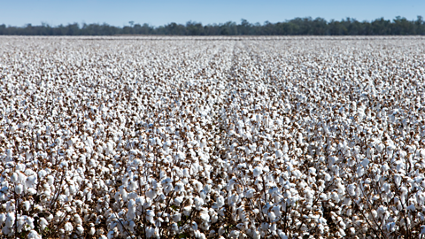 A photo of cotton in harvest, USA.