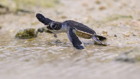 A newborn green sea turtle flops into the water on a sandy beach (Credit: Getty Images)
