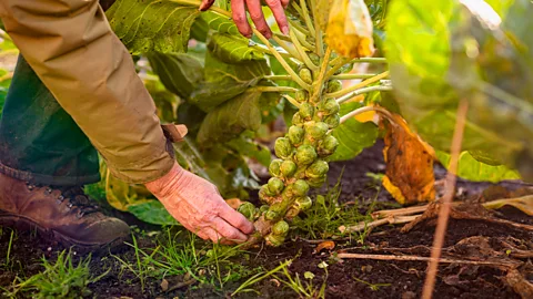Farmer pulling sprouts from ground (Credit: Getty Images)