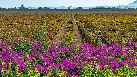 Fuchsia bougainvillea flowers in front of rows of vines stretching into the distance in Peru (Credit: Getty Images)