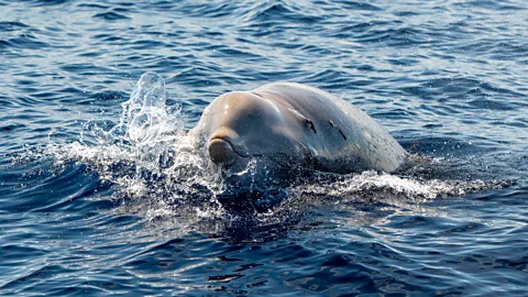 A beaked Cuvier whale with pennella worm (Credit: Alamy)