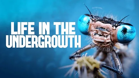 Life in the Undergrowth