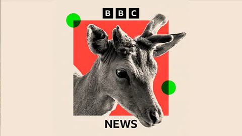 Reporter Reads, Reporter Reads, Why Britain's deer problem is costing millions