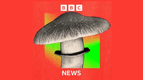 Reporter Reads, Reporter Reads, Should magic mushrooms be used to treat mental health?