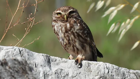 A dark gecko sits on bright leafy vegetation (Credit: Alejandra Arana)
