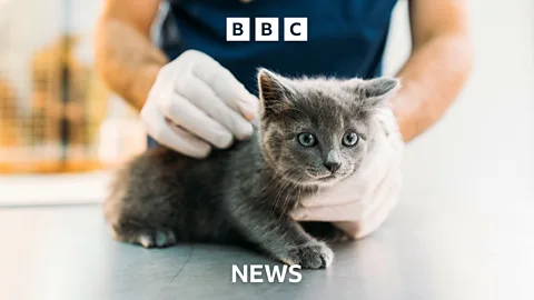 Latest News Picks, Latest News Picks, Inside the vet industry's quiet revolution