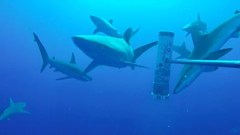 Shark thumbnail
