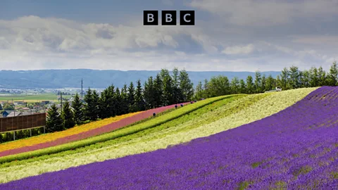 Business Daily, Business Daily, Can an island of flowers become a global chip hub?