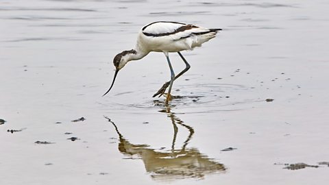An avocet at Brownsea Island, a nature reserve in Poole Harbour