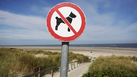 A 'No Dogs on Beach' sign on the seafront