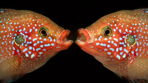 CrowdScience, CrowdScience, Do fish know what they look like?