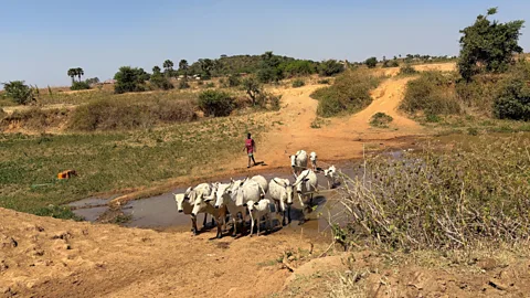 The Documentary Podcast, Nigeria: Killings, land and cattle