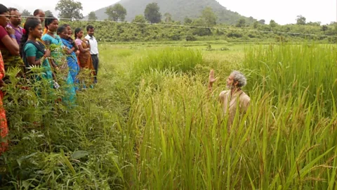 Outlook, Outlook, The man trying to protect rice from extinction