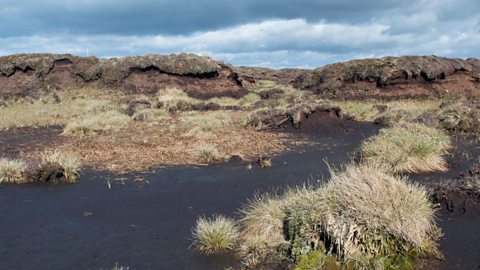 Peat hags are isolated, eroding mounds of vegetation-covered peat found in upland blanket bogs, separated by gullies created by water erosion