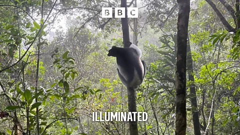 Illuminated, Illuminated, A Lemur’s Song