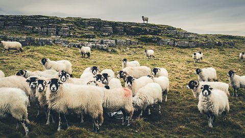 Sheep gathered on a hill top