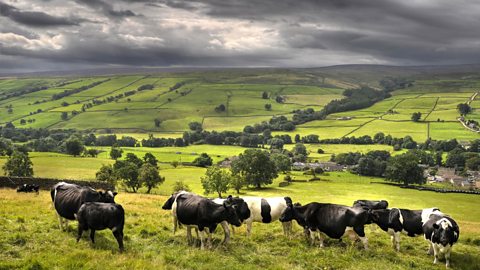 Cattle in a green valley under a dark threatening sky. 