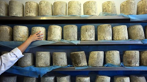 Tall rounds of cheese stored on shelves. A cheesemaker checks on the quality of authentic Wensleydale cheese in the maturing room at the company's creamerie in Hawes nestling in the Yorkshire Dales