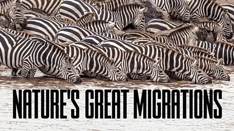 Nature's Great Migrations