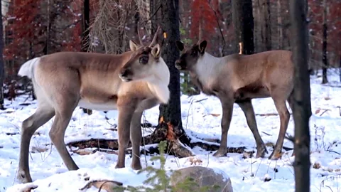 Inside Canada's first of its kind caribou sanctuary