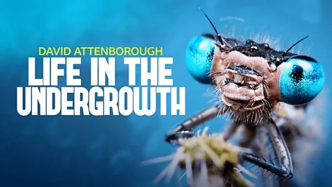 Life in the Undergrowth