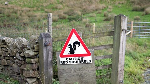 Caution Red Squirrels sign on the roadside near Sedburgh in the Yorkshire Dales 