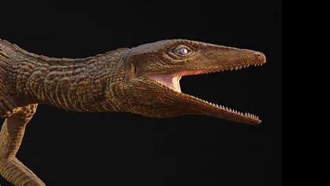 Global News Podcast, The Happy Pod: Former teacher celebrated as a crocodile