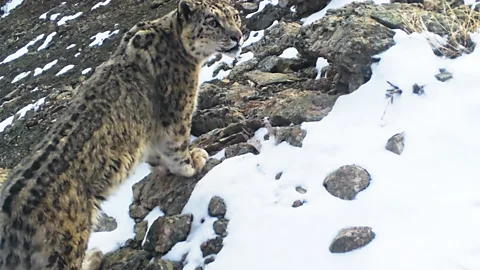 Wildlife presenter Michaela Strachan and a team of rangers review camera trap footage on a laptop which shows a snow leopard's movements in the Tian Shan mountain range in Uzbekistan (Credit: India Latham)