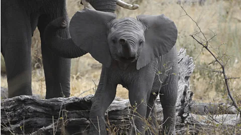 Natural World Season 9 Episode 2