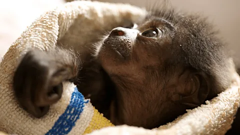 Natural World Season 9 Episode 4