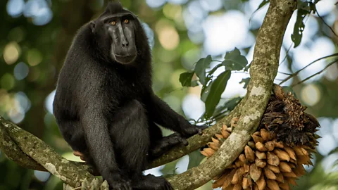 Natural World Season 9 Episode 3