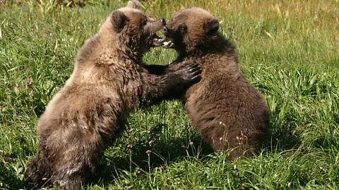 Natural World Season 9 Episode 5