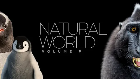 Natural World: Volume IX