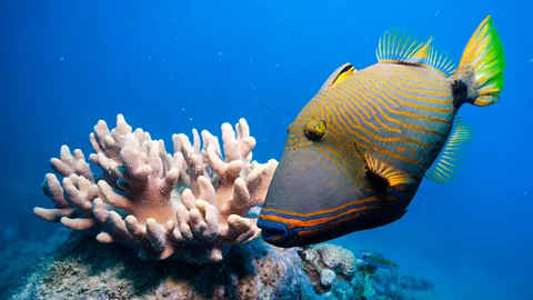 CrowdScience, CrowdScience, How can we save the Great Barrier Reef?