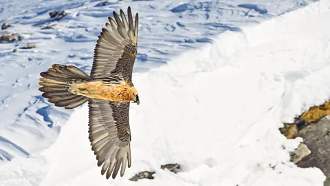 A bearded vulture flying through the sky above snowy mountains (Credit: weyrichfoto/ VCF)