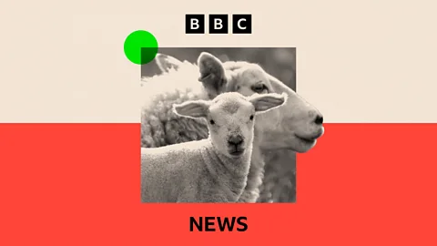 Reporter Reads, Reporter Reads, Why sheep farmers are a dying breed