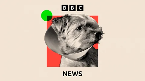 Reporter Reads, Reporter Reads, The independent vets shaking up the market