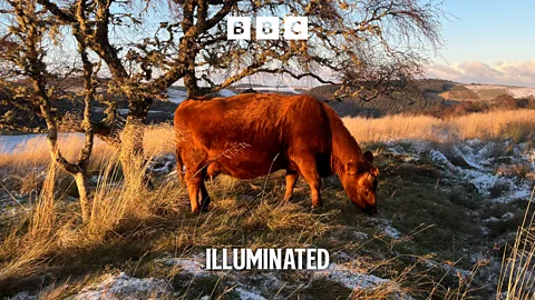 Illuminated, Illuminated, Journey through a cow