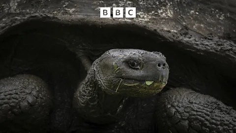 The Inquiry, The Inquiry, How can rewilding help combat climate change?