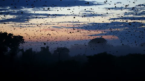 Witnessing the world’s largest mammal migration